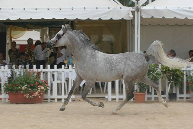 CHAMPIONSHIP OF ARABIAN HORSES OF THE MEDITERANEAN AND THE ARABIAN COUNTRIES - MENTON