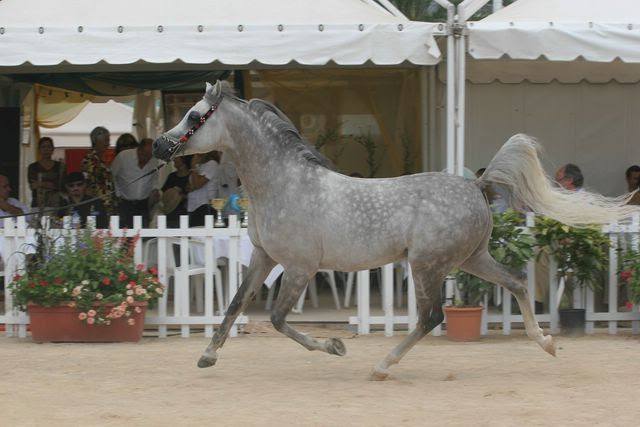 Championnat du Pur-Sang Arabe de la Méditerranée et des Pays Arabes - MENTON